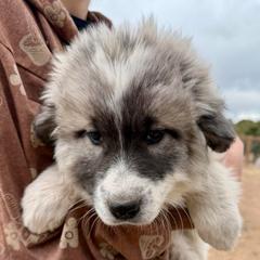 Victoria- red - Badger female Colorado Mountain Dog puppy in Cotopaxi, Colorado from Once Upon A Moose (OUM)
