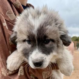 Victoria- red - Badger female Colorado Mountain Dog puppy in Cotopaxi, Colorado from Once Upon A Moose (OUM)