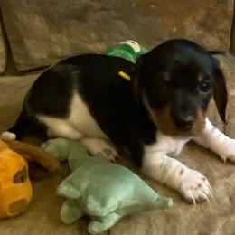 CAMI - Piebald female Dachshund puppy in Elizabethtown, Kentucky from Teeny Tiny Puppy Tails
