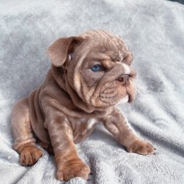 Red - Lilac tri-color male Bulldog puppy in Seattle, Washington from Authentic Bullys