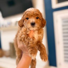 Girl 2 - Red  female Goldendoodle puppy in North Royalton, Ohio from Johnson's Doodles