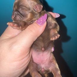 Solid Chocolate Dobie - Chocolate and tan female Shih Tzu puppy in Albany, New York from Precious Shihpoo’s and Luxurious Shih Tzu’s