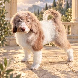 Aphrodite - Parti female Labradoodle puppy in Kingston, Georgia from CC Familydoodles