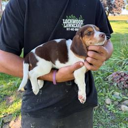 Girl 1 - Red female Beagle puppy in Hudson, Michigan from Bachman’s Kennel