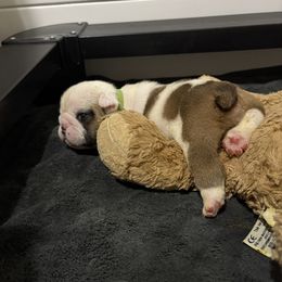 Green - Fawn brindle and white male Bulldog puppy in Krum, Texas from K & K Little Blessings
