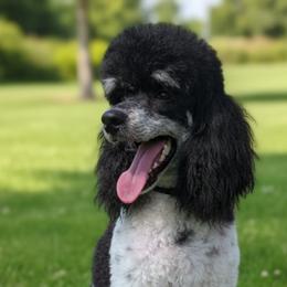 Trinity - Poodle