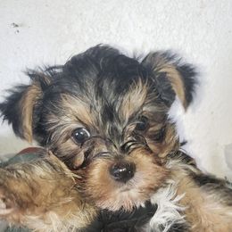 Yorkshire Terriers from Gloria Sopher's Yorkshire Terriers