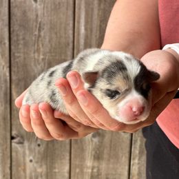 Boy 1 - Blue merle and white male American Corgi puppy in Sedgewickville, Missouri from Rawson Ridge Corgis
