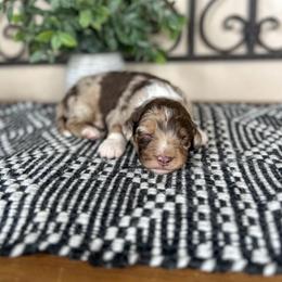 Pluto - Brown merle male Aussiedoodle puppy in Beaver, Utah from Rocky Ridge Ranch