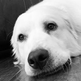 Labrador Retrievers from Heather Kraus's Labrador Retrievers