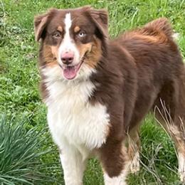 Titan - Australian Shepherd