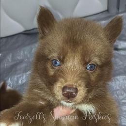 Drina - Red and white female Siberian Husky puppy in Richland, Mississippi from Feazell’s Siberian Huskies