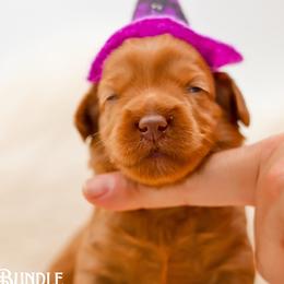 Bundle - Red female Australian Labradoodle puppy in Redding, California from Shasta Royal Monroe Puppies