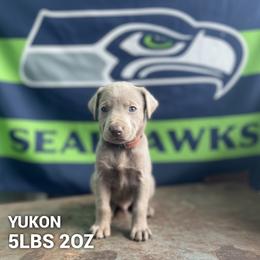 Yukon - Silver male Dilute Retriever puppy in Puyallup, Washington from 12 Door Farm Labradors