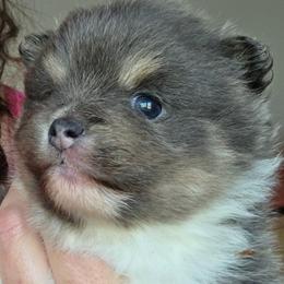 Adkpom Olivia AKC registered 3750 - Blue and tan parti female Pomeranian puppy in Gloversville, New York from ADKPOM Adirondack Pomeranians