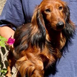 Keegan - Dachshund