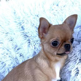 Chihuahuas from LeAnn’s Chihuahuas
