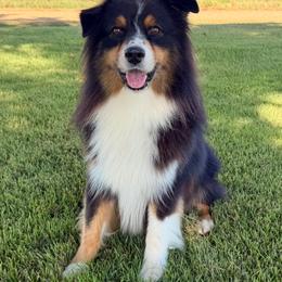 Bear - Australian Shepherd