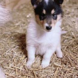 Collie Puppies from Quigley Farm Collies