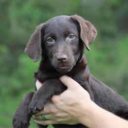 Rina - Chocolate female Labrador Retriever puppy in Morriston, Florida from Penny Lane Labradors