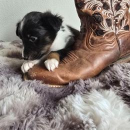 Rocky Road - Black white and tan male Shetland Sheepdog puppy in Wapello, Iowa from Willow Rayne shelties and more