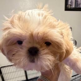 Skippy - Cream and white male Shih Tzu puppy in Victorville, California from RUMBLE n TUMBLE