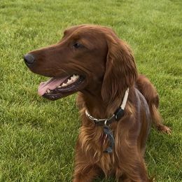 Juliet - Irish Setter