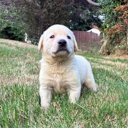 Steve rogers - Yellow male Labrador Retriever puppy in Arlington, Washington from Stout's Hunting Labs and trsbullies