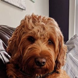 Goldendoodles from South Shore Goldendoodles