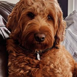 Goldendoodles from South Shore Goldendoodles