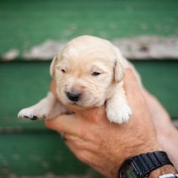 Timber (Mr. Green) - Golden male Golden Retriever puppy in Paoli, Indiana from Rose n’ Thistle Farm