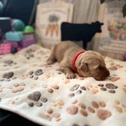 Golden Retriever Puppies from Sunshine Mountain Retrievers