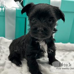 Heidi - Black and tan female Yorkshire Terrier puppy in Scottsdale, Arizona from Lil Luxe Pups