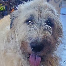 Powers - Irish Wolfhound