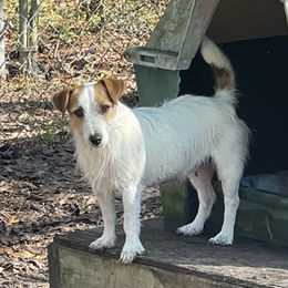 Winnie - Russell Terrier
