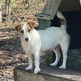 Winnie - Russell Terrier