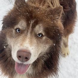 Rocco - Siberian Husky