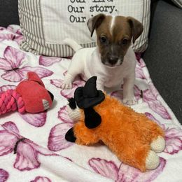 Pancho - Brown and white male Jack Russell Terrier puppy in Cleburne, Texas from Jordan's Shorty Jacks