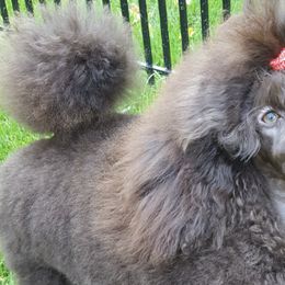 Poodles from Bellafina Poodles