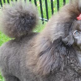 Poodles from Bellafina Poodles