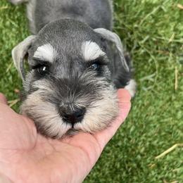Miniature Schnauzer Puppies from Snowflake Schnauzers
