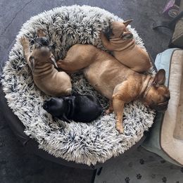 French Bulldog Puppies from Rockstar Kennel