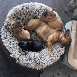 French Bulldog Puppies from Rockstar Kennel