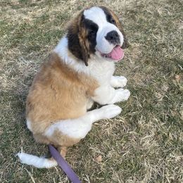 Saint Bernard Puppies from Ostara Kennel