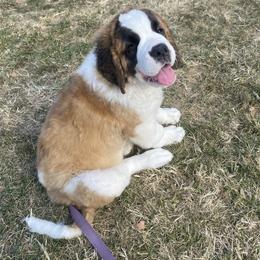Saint Bernard Puppies from Ostara Kennel