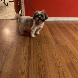 Chloe - Shih Tzu