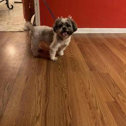 Chloe - Shih Tzu