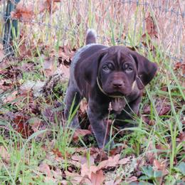 Hank - Liver roan male German Shorthaired Pointer puppy in Redding, California from Macushla Kennel