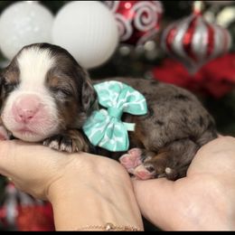 Zeus- teal collar boy - Tri-color male Bernedoodle puppy in Yuciapa, California from AlltheDoodlez_