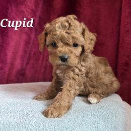 Aussiedoodle, Bernedoodle, Bernese Mountain Dog, Cavapoo, Poodle, and Sheepadoodle Puppies from Draper Mountain Doodles